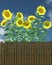 Summer Sunflowers by a garden fence