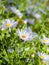 Summer Sunlight Scene: Daisy or Chamomile Flowers