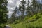 Summer sunlit coniferous forest with road, bushes and deciduous trees, Vitosha mountain