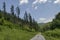 Summer sunlit coniferous forest with road, bushes and deciduous trees, Vitosha mountain