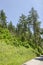 Summer sunlit coniferous forest with road, bushes and deciduous trees, Vitosha mountain