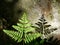 Summer: sunlit fern leaf and rock