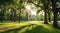 Summer sunlit glade in a natural park landscape