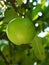 Summer: sunlit single green apple on tree