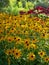 Summer: sunlit yellow flowers garden border