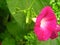 Summer sunny day. Blossom pink ipomea.