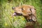 In summer  on a sunny day  a dachshund walks in the field