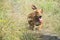 In summer  on a sunny day  a dachshund walks in the field