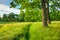 Summer Sunny Forest Trees And Green Grass. Nature