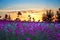 Summer sunrise over a blossoming meadow