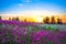 Summer sunrise over a blossoming meadow