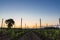 Summer sunrise over the countryside. Young trees of the wine vine.