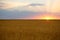 Summer sunrise, wheat field