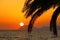 Summer sunset, exotic scene with palm silhouettes and sun on horizon