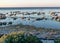 Summer sunset landscape with sea cabbage, Crambe maritima, which grows on the coast of the Estonian island of Saaremaa, Cape Undva