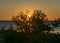 Summer sunset landscape with sea cabbage, Crambe maritima, which grows on the coast of the Estonian island of Saaremaa, Cape Undva