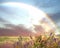 Summer sunset lightning sky and rainbow on green field with wild flowers and trees nature landscape