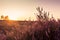 Summer sunset over pink blooming heathland