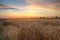 Summer sunset with wheat field