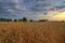 Summer sunset with wheat field