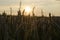 Summer sunset, wheat field spikes