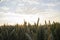 Summer sunset, wheat field spikes