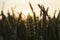 Summer sunset, wheat field spikes