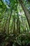 Summer sunshine coming through the forest in the Dells of the Eau Claire Park in Aniwa, Wisconsin