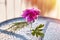 Summer surreal flowers creative trendy concept. Pink flowers Bougainvillea in a glass of wine on the glass table. Summer