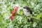 In summer, a swallow chick sits on a flower