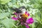 In summer, a swallow chick sits on a flower