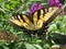 Summer Swallowtail Butterfly in July