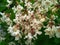 The Summer Symphony: Catalpa Bloom in Full Splendor, A White Floral Elegance Amidst Nature\\\'s Beauty