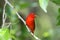 Summer Tanager