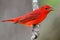 Summer Tanager