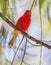 Summer Tanager