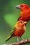 Summer Tanager Animal. Illustration Artist Rendering