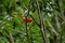 Summer Tanager Harris Lake Park, New Hill NC