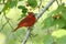 Summer Tanager Perched in a Tree