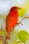 Summer Tanager (Piranga rubra)