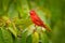 Summer Tanager, Piranga rubra, red bird in the nature habitat. Tanager sitting on the green palm tree. Birdwatching in Costa Rica.