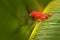 Summer Tanager, Piranga rubra, red bird in the nature habitat. Tanager sitting on the green palm tree. Birdwatching in Costa Rica.