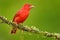 Summer Tanager, Piranga rubra, red bird in the nature habitat. Tanager sitting on the green tree. Birdwatching in Costa Rica. Wild