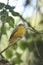 Summer Tanager, Piranga rubra rubra, female bird