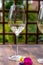 Summer tasting of cold white wine on sunny garden terrace with wooden pergola