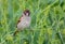 Summer time eurasian tree sparrow posing in greeny grass plants for a decent portrait
