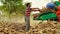 Summer time Industrious Indian farmer family doing work in a farmland with John tractor and fodder thresher