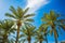 Summer time south tropic landscape scenic view of vivid green palm trees leaves on blue sky background copy space