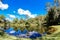 Summer tree, pond and white cloud