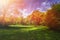 Summer trees growing in a forest overvier blue sky and clouds. R